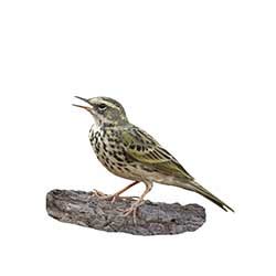nipit meaning|Pipit Definition & Meaning .